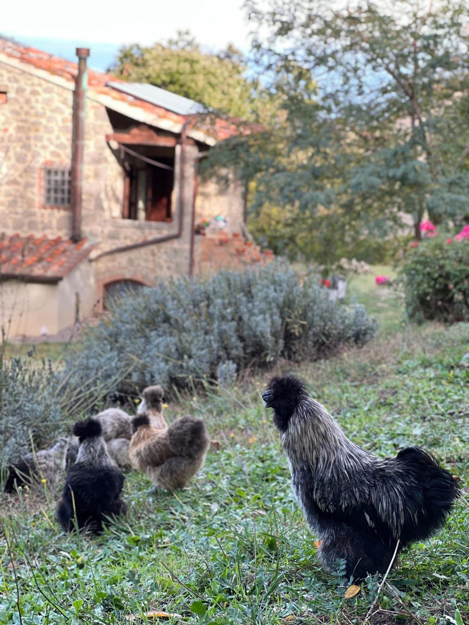 B&B Podere Legnotorto Castel del Piano  Eksteriør bilde